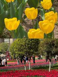 西安限定 | 鬱金香花海首波綻放，快來打卡