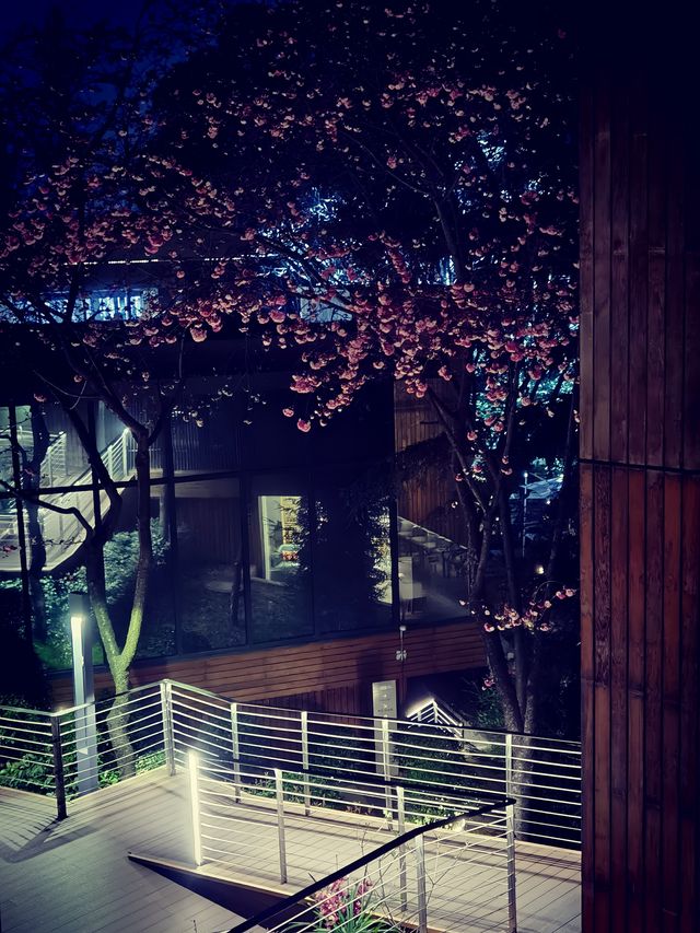 昆明賞櫻秘境！和念半山森林酒店，浪漫到窒息