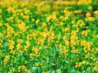 全網首發：櫻花油菜花同框，3.13實拍