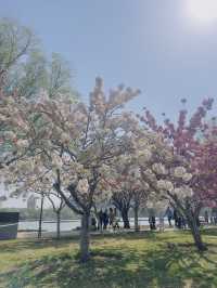 Cherry blossoms at Yuyuan Park Beijing