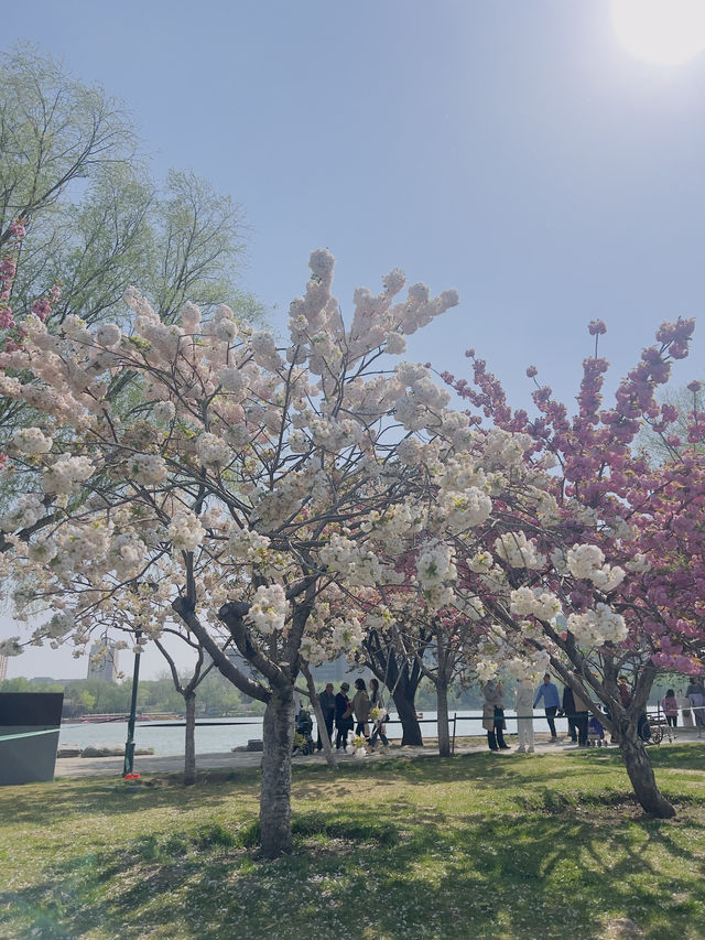Cherry blossoms at Yuyuan Park Beijing