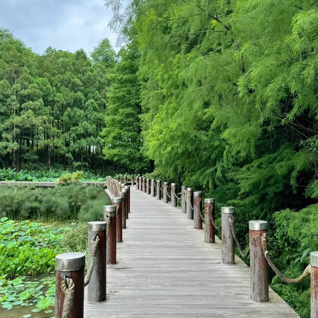 深圳仙湖植物園，陷入大自然的Love