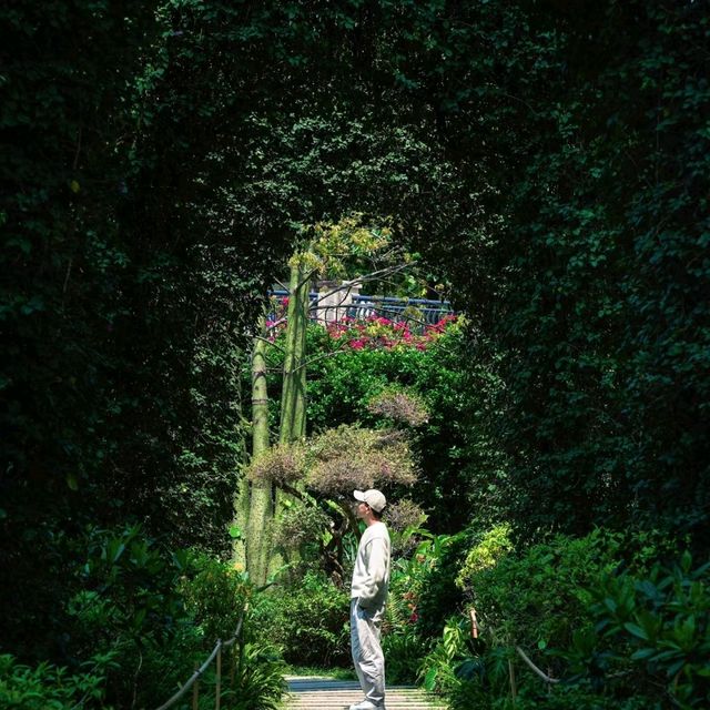 可惜你不來廣州，不知道漫山簕杜鵑有多美‼️雲蘿植物園