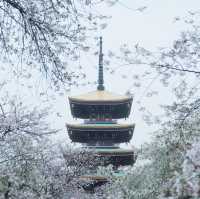 🌸武漢限定浪漫！把春天一口氣打包帶走✨