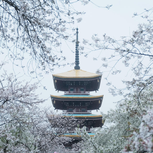 🌸武漢限定浪漫！把春天一口氣打包帶走✨