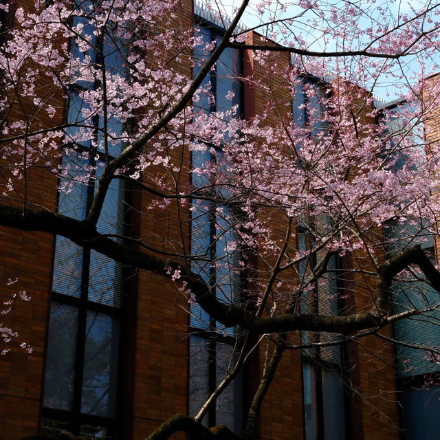 日本賞櫻之旅-仙台東北大學 