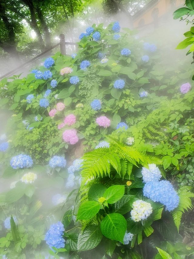 龍光寺繡球記：藏在古寺裡的無盡夏