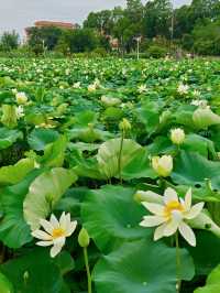 影相效果真係唔錯嘅珠海免費荷花衝