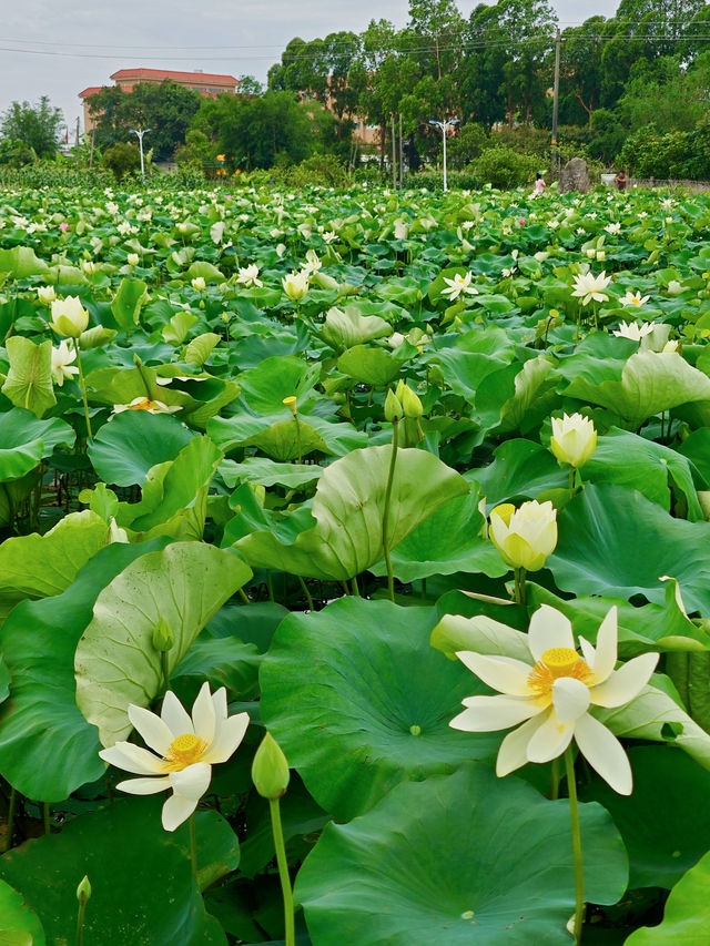 影相效果真係唔錯嘅珠海免費荷花衝