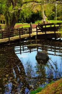 水鏡櫻魄：札幌中島公園朝暮行