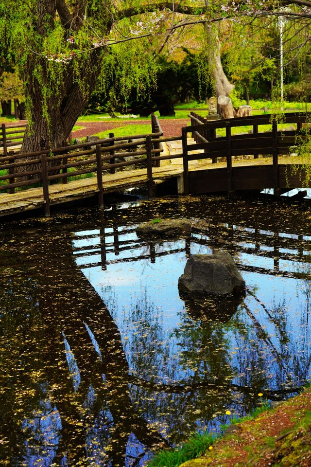水鏡櫻魄：札幌中島公園朝暮行
