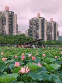 探索華發水郡濕地公園：邂逅荷花盛放的詩意時光