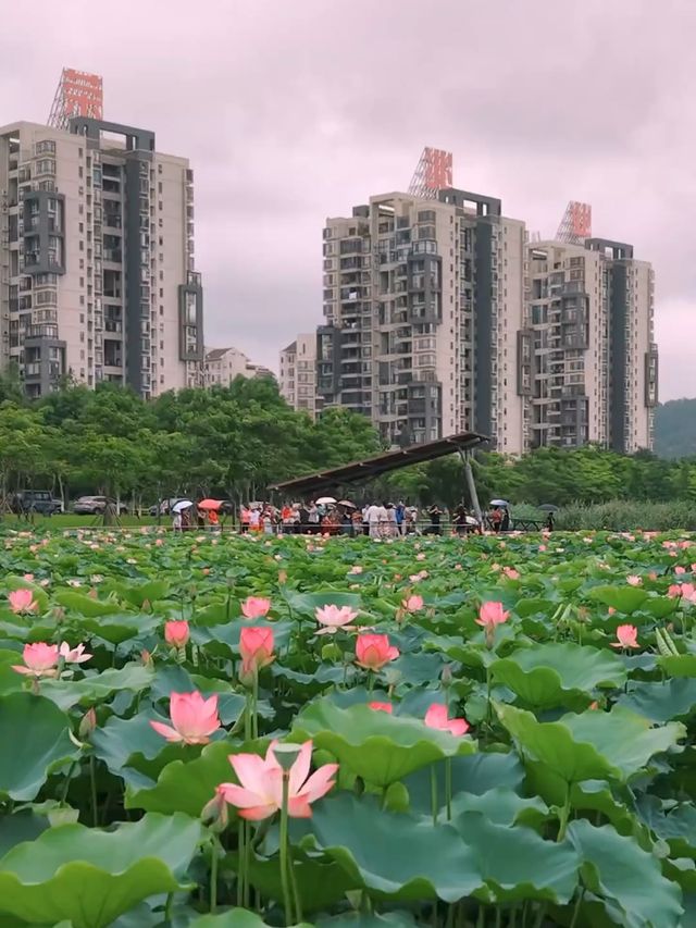 探索華發水郡濕地公園：邂逅荷花盛放的詩意時光