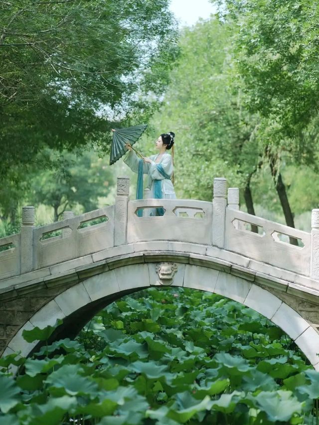 今夏荷花开！天津「賞荷地圖」請收好！