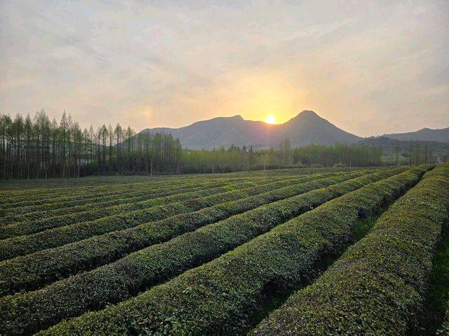 必去！杭州龍井山的N種神仙體驗