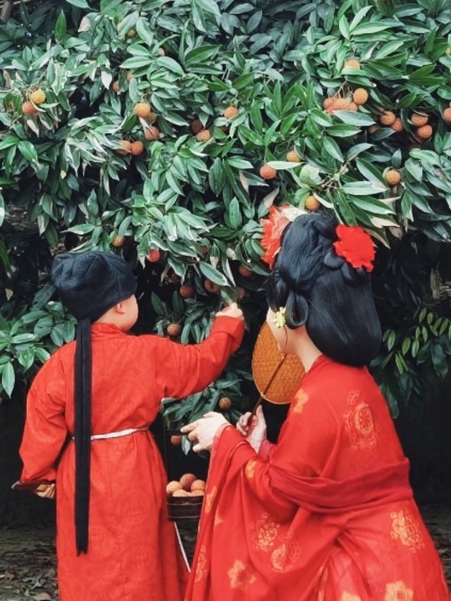 夏天到廣西遊“荔”山海，穿越回大唐，體驗貴妃食荔枝的樂趣！