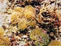 Unfurling the Living Jewel: Anemones and Untouched Life at Ao Hin Wong, Koh Tao