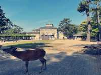 大阪近郊隱世桃源！奈良公園與鹿群共遊的治愈時光】**  
