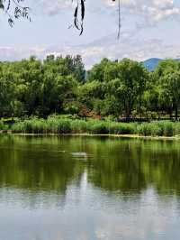 【北塢公園】漫步稻浪與古橋間