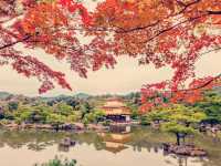 京都絕美地標！大阪到金閣寺一日遊親身體驗】**    