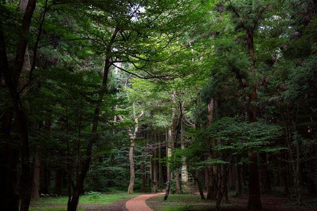 韓國濟州｜走進神聖森林嘅懷抱——思連伊林萌道
