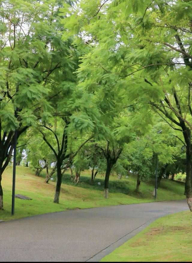 錦城湖公園 | 成都嘅城市綠肺與休閒寶地