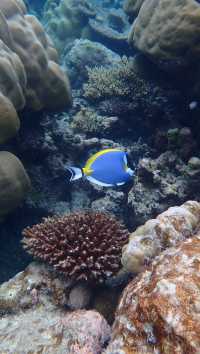 Best House Reef Snorkeling at NH Collection