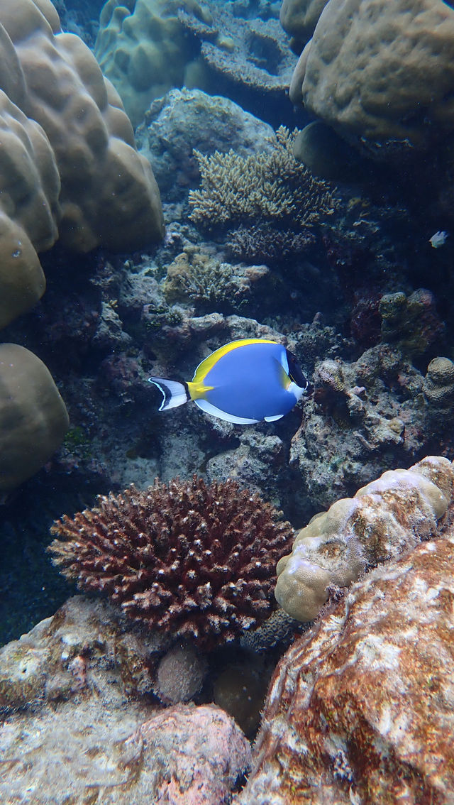 Best House Reef Snorkeling at NH Collection
