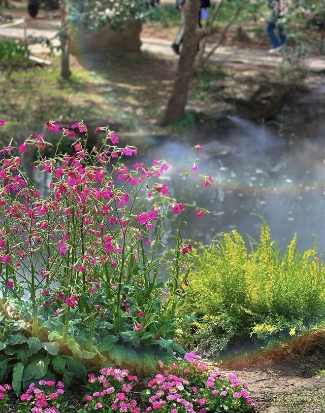南京中山植物園大賞花浪漫程度不輸玫瑰！