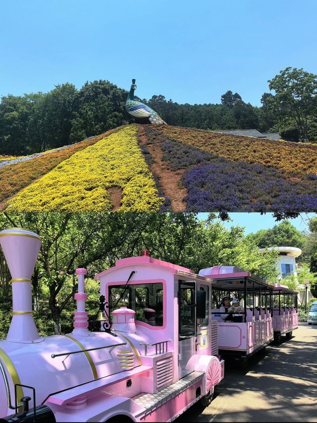 昆明清肺小憩|0元入園的世博園打卡攻略 昆明清肺小憩|0元入園的世博園打卡攻略