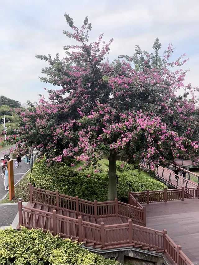 雨中深圳絕美中式園林