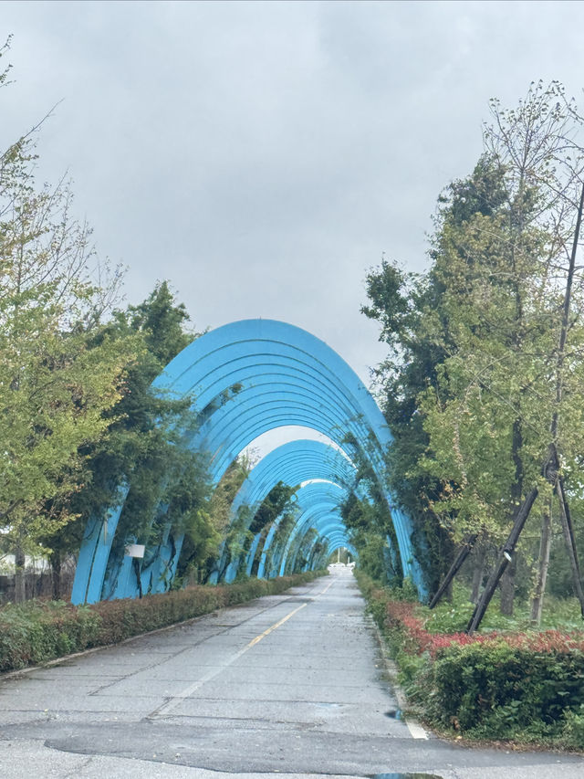 抓住鬱金香最後的綻放期！武漢秋日花海浪漫打卡指南