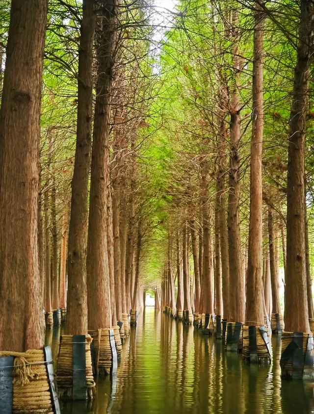 海洪濕地公園遊玩攻略 | 邂逅昆明的自然之美