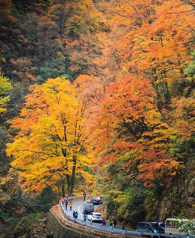 開始期待米倉山的紅葉了