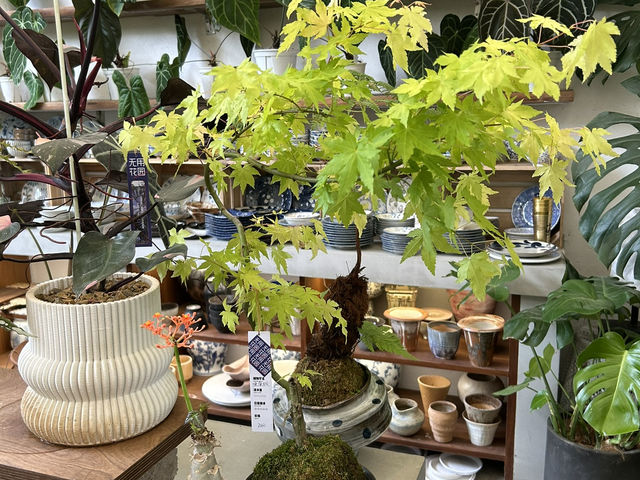 🌿 深圳花卉市場｜與植物來場浪漫的近距離約會 🌸