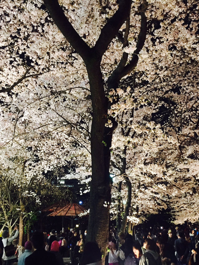 🌸 姬路城櫻花|粉雪飛舞的春日夢境 🌸 姬路城櫻花|粉雪飛舞的春日夢境