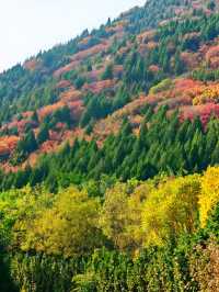 濟南賞紅葉必去｜郎茂山·蠍子山絕美秋色大公開