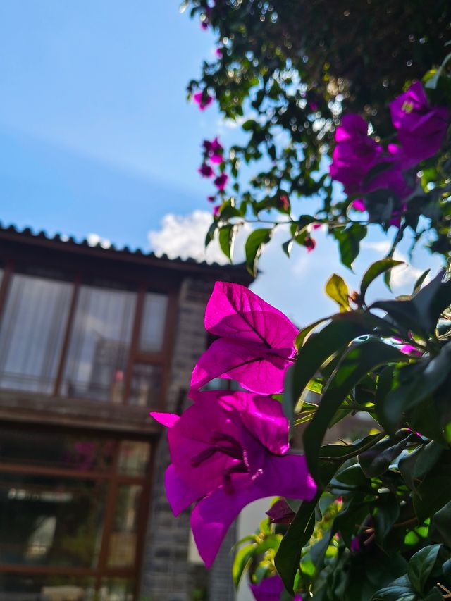 在麗江古城博興雲社，陽台的三角梅開著