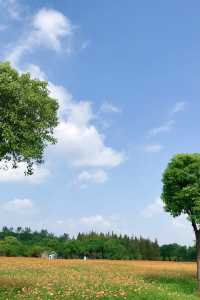 沈楊村遊玩全攻略:滬上隱藏的田園詩