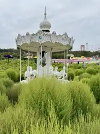 人,速來成都漫花地膚草要變紅啦~