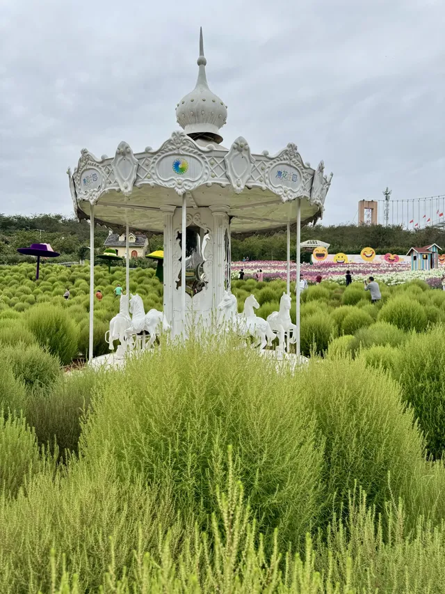 人,速來成都漫花地膚草要變紅啦~ 人,速來成都漫花地膚草要變紅啦~
