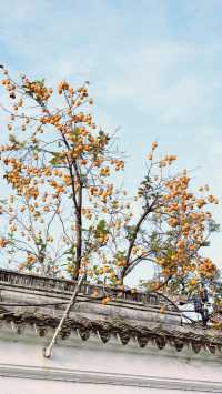 蘇州|這棵柿子樹已經紅啦