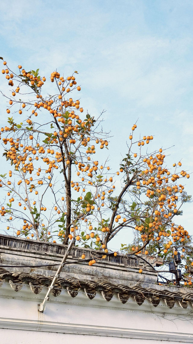 蘇州|這棵柿子樹已經紅啦 蘇州|這棵柿子樹已經紅啦