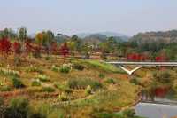 注意!這不是油畫,而是成都的彩色秋天!