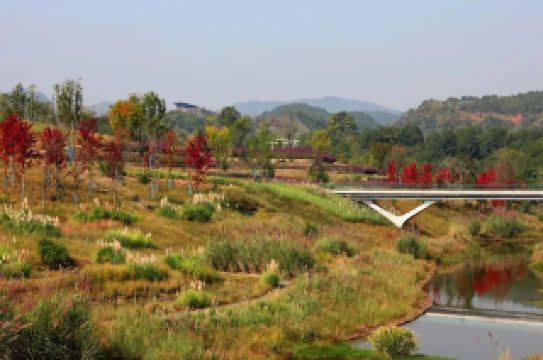 Внимание! Это не картина маслом, а цветная осень в Чэнду!