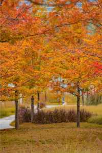 東安湖公園這一處彩林秘境，真的太讓人驚喜了