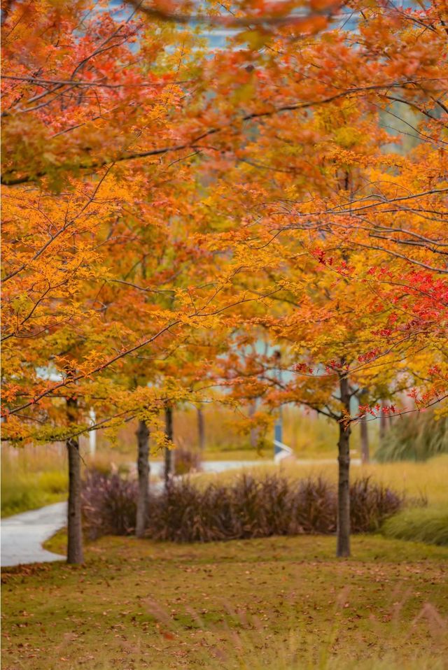 東安湖公園這一處彩林秘境，真的太讓人驚喜了