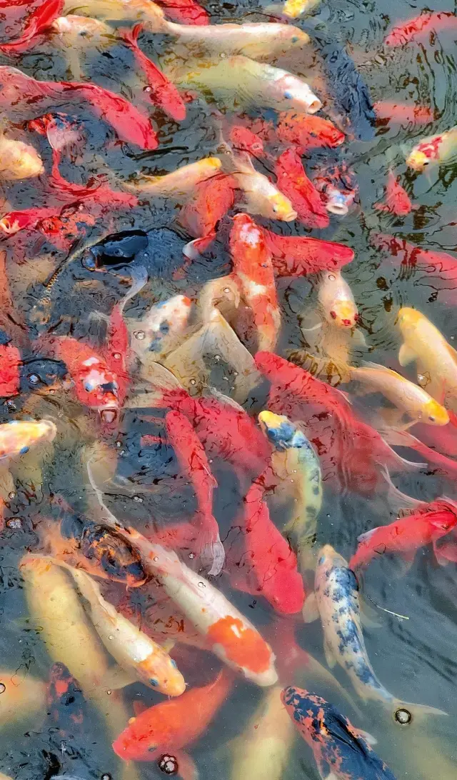 A Must-Visit Stunning One-Day Tour Route by Dianchi Lake in Kunming