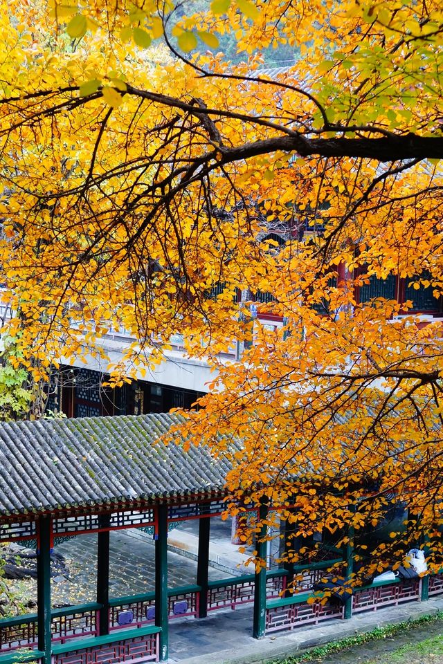 立冬的頤和園#北京的秋冬