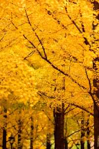 帝都秋色必打卡地